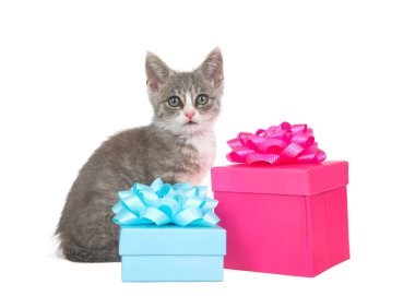 Sevimli gri ve beyaz tekir kedicik parlak pembe ve su mavisi hediye kutularının yanında oturuyor ve fiyonkları doğrudan izleyiciye bakıyor. Beyaz arkaplanda izole