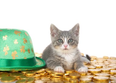 Gray and white kitten laying on gold coins next to a leprechaun hat, green with gold four leaf clovers, isolated on white background.