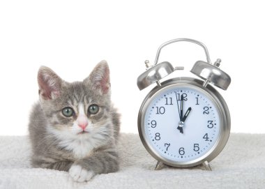 Saat 1 'e ayarlanmış bir saatin yanında koyun derisi battaniyeye serilmiş gri ve beyaz kedi yavrusu. One Am gün ışığı tasarrufu başlar ve biter. İleri sıçrama, geri çekilme. Kitty doğrudan izleyiciye bakıyor.. 