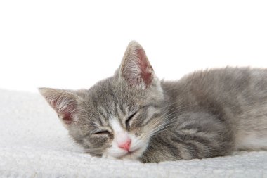 Koyun derisi battaniyenin üzerinde uyuyan gri ve beyaz kedi yavrusunun gözlerini kapat. beyaz arkaplan