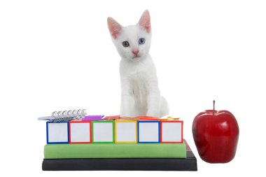 Cute white kitten with heterochromia eyes standing on colored building blocks, blank, stacked on text books with spiral bound notebook, rule, compass, calculator and an apple. 
