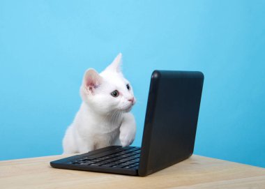 Heterokromi ya da garip gözlü şirin beyaz bir kedi yavrusunun portresi. Ekranda minyatür dizüstü bilgisayara dikkatlice bakıyor. Bir patisi işaret etmeye hazır. Ahşap tablo, toz mavi arkaplan kopyalama alanı