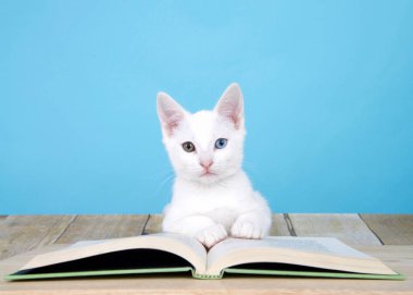 Heterokromisi olan sevimli beyaz bir kedi yavrusunun portresi mi yoksa ahşap bir zeminde, doğrudan izleyiciye bakan bir hikaye kitabının üzerine uzanan garip gözler mi? Kopyalama alanı olan toz mavisi arkaplan.