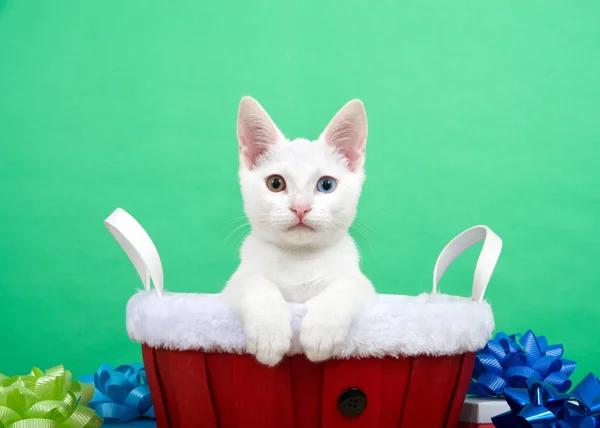 一只有着异色或奇怪眼睛的白色小猫 一个蓝色的 黄色的绿色坐在红色的圣诞篮子里 周围都是五彩缤纷的礼物 看着观众 — 图库照片