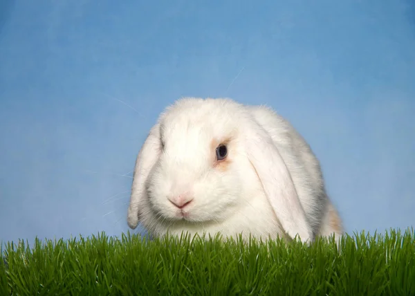 Porträtt Vit Och Solbränd Lop Örat Kanin Sitter Grönt Gräs — Stockfoto