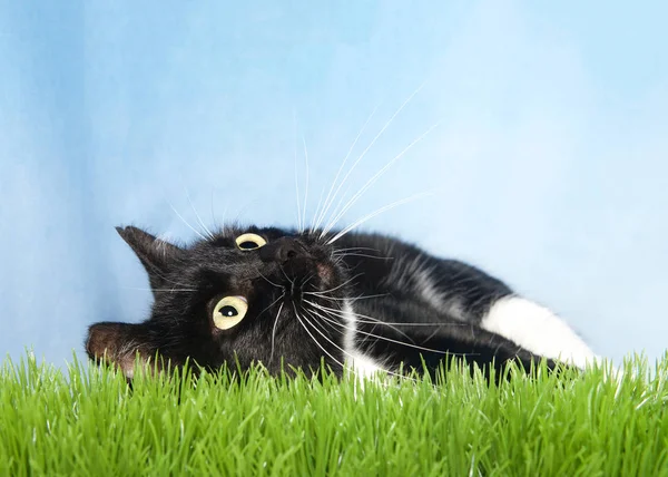 Egy Fekete Fehér Szmoking Macska Feküdt Zöld Felnéz Kék Háttér — Stock Fotó