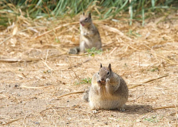 Esquilo Muito Gordo Gordo Possivelmente Grávida Comer Areia Outro Esquilo — Fotografia de Stock