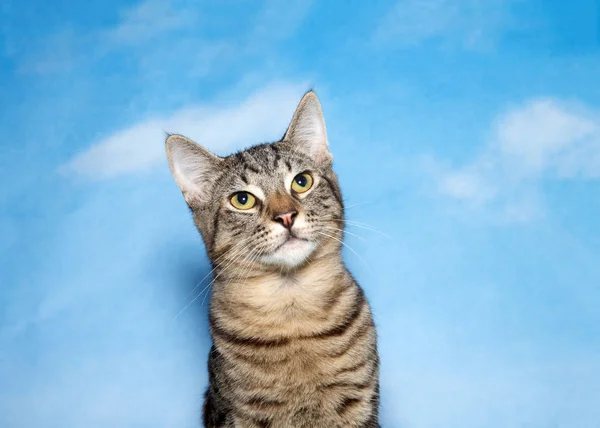 Portrét Hnědého Opáleného Bílého Koťátka Vzhlížejícího Divákům Napravo Modrá Obloha — Stock fotografie
