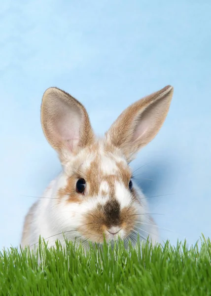 可爱的褐色斑点白兔宝宝在高高的草地上达到顶峰 向右看去 蓝色和白色纹理背景 — 图库照片