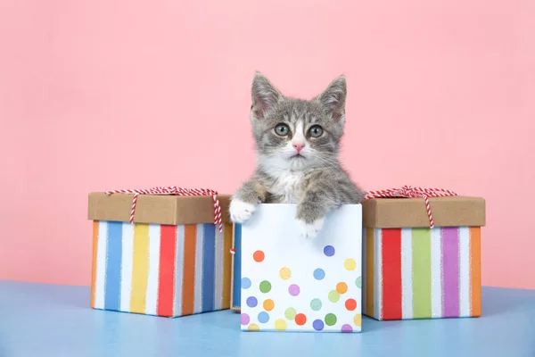 One Small Gray White Tabby Kitten Sitting Pastel Dotted Birthday — Stock Photo, Image