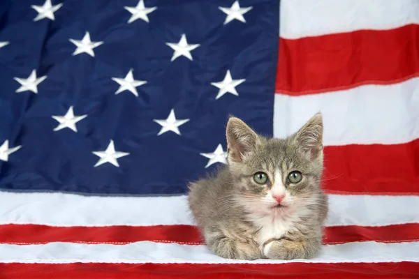 Petit Chaton Tabby Gris Blanc Posé Sur Drapeau Américain Regardant — Photo