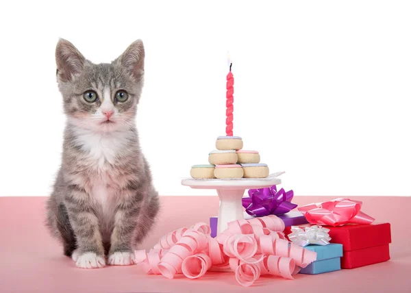 Small Gray White Kitten Sitting Pink Surface Next Pedestal Tiny — 스톡 사진