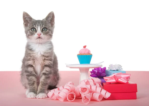 Small Gray White Kitten Sitting Pink Surface Next Pedestal Small — 스톡 사진