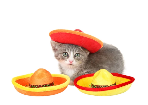 Cinco Mayo Kitten Gray White Tabby Wearing Mexican Sombrero Crouched — Stock Fotó
