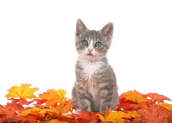 Gray White Kitten Sitting Pile Autumn Leaves Looking Viewer White — Φωτογραφία Αρχείου