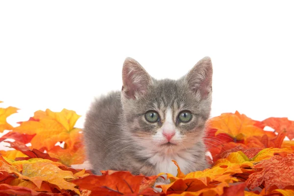 Close One Gray White Kitten Laying Pile Autumn Leaves Looking — стокове фото