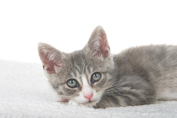 Cerca Gatito Gris Blanco Tendido Manta Piel Oveja Cabeza Las — Foto de Stock