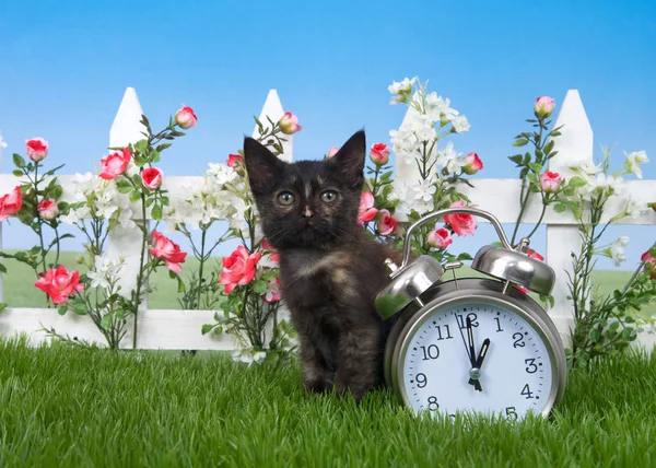 One small cute tortie kitten sitting in green grass with white picket fence, red and white spring flowers next to a clock set for 1 o\'clock. Daylight savings. Time springs forward at one AM
