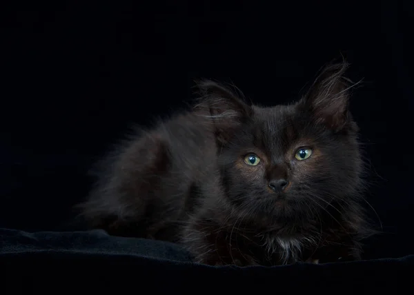 Retrato Preto Chocolate Marrom Cabelos Compridos Gatinho Tabby Que Coloca — Fotografia de Stock