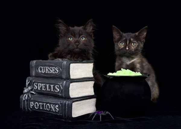 One black and brown and one Tortie kitten sitting on a black surface with pseudo books stacked in front of them next to a cauldron with glowing yellow rock potion, looking directly at viewer.