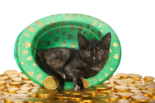 One Tortie Kitten Saint Patrick Day Themed Green Top Hat — Stockfoto