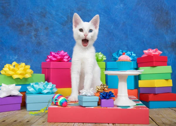 Small white kitten with heterochromia eyes, sitting next to a miniature birthday cupcake on pedestal surrounded by colorful birthday presents looking at viewer with mouth wide open as if surprised