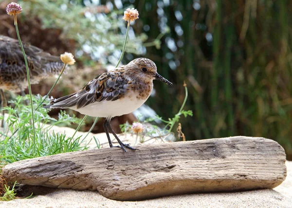 Najmniej Sandpiper Piaszczystej Plaży Dryfującym Drewnem Kwiatami Krzewami Tle — Zdjęcie stockowe