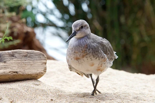 Non breeding adult Red Knot shorebird with an injured right wing walking on a sandy beach. An adult red knot is the second largest Calidris sandpiper