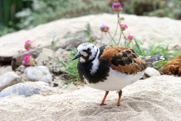 Jeden Ruddy Turnstone Piaszczystej Plaży Kwiatami Krzewami Wokół Niego — Zdjęcie stockowe