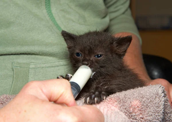 Zwei Wochen Altes Schwarzes Kätzchen Wird Von Hand Mit Einer — Stockfoto