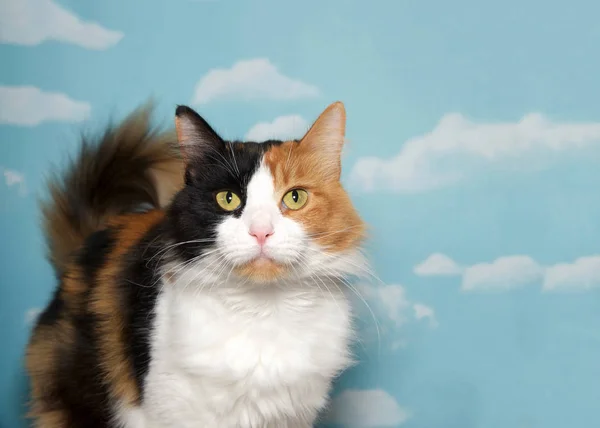 Portrait Calico Cat Looking Directly Viewer Blue Background Sky Clouds — Stock Photo, Image