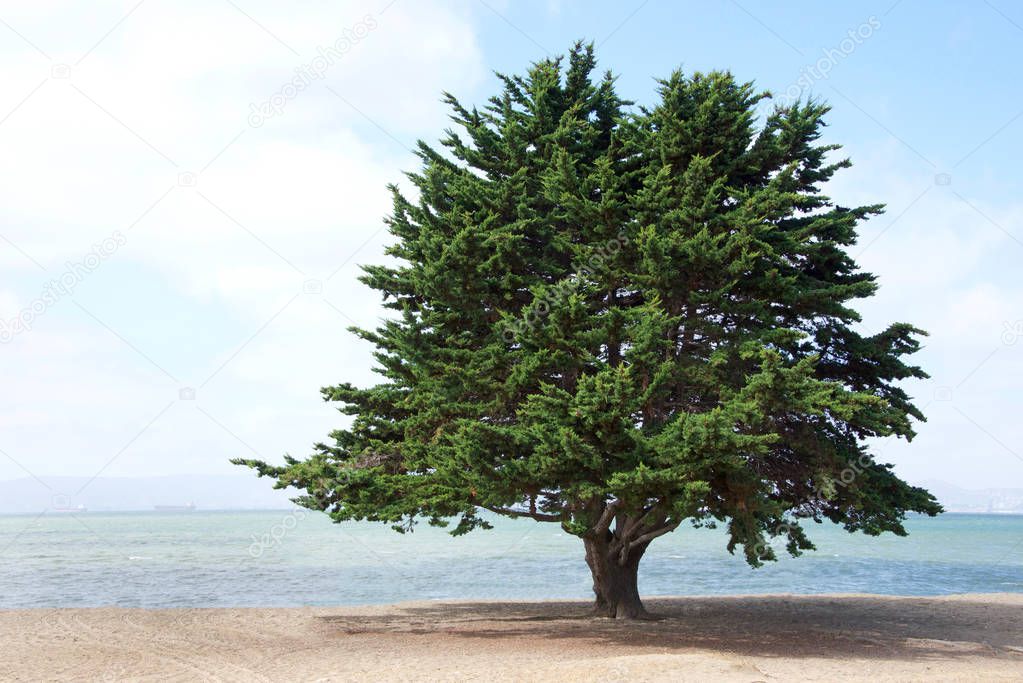 Monterey Pine Tree, a species of pine native to the Central Coast of California and Mexico, growing on the beach in Northern California