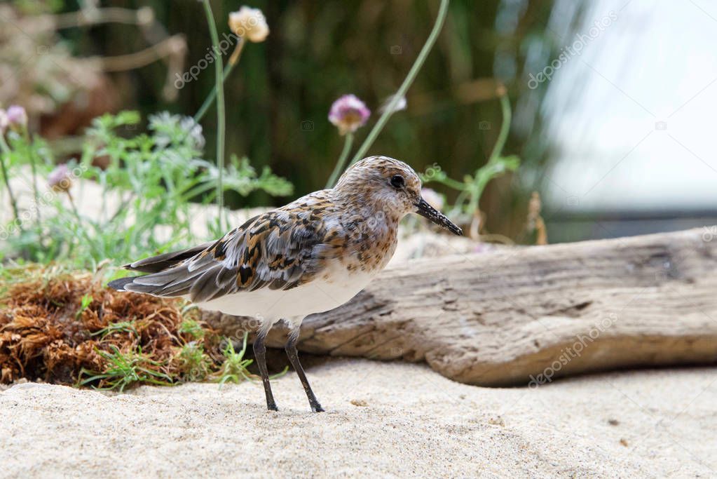 Least Sandpiper on a sandy beach with driftwood, flowers and shrubbery in the background