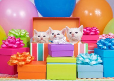 Üç küçük beyaz kedi yavrusu doğum günü hediyesi kutusundan fırlıyor. Etrafı renkli parti balonları ve fiyonklu hediyelerle çevrili..