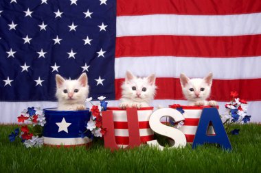 Üç pofuduk beyaz kedi yavrusu vatansever bir şekilde yeşil çimlerde dizayn edilmiş çömlekler, arka planda Amerikan bayrağı, önde ABD blokları.