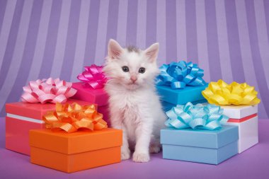 Küçük beyaz kedi yavrusu, parlak renkli hediyelerle çevrili, parlak mor bir masa üzerinde fiyonklar ve arka planda koyu mor çizgiler var. Eğlenceli parti teması