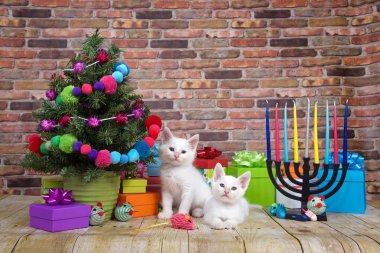 Ahşap bir zeminde oturan iki beyaz kedi yavrusu, sağda menorayla birlikte izleyicilerin solunda minyatür Noel ağacı. Noel ve Hanuka 'nın popüler kültür kombinasyonu. Noelukka.