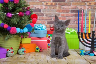 Ahşap bir zeminde oturan tüylü gri bir kedi yavrusu, sağ tarafta menorayla birlikte izleyicilerden ayrılan minyatür Noel ağacı. Noel ve Hanuka 'nın popüler kültür kombinasyonu. Noelukka.