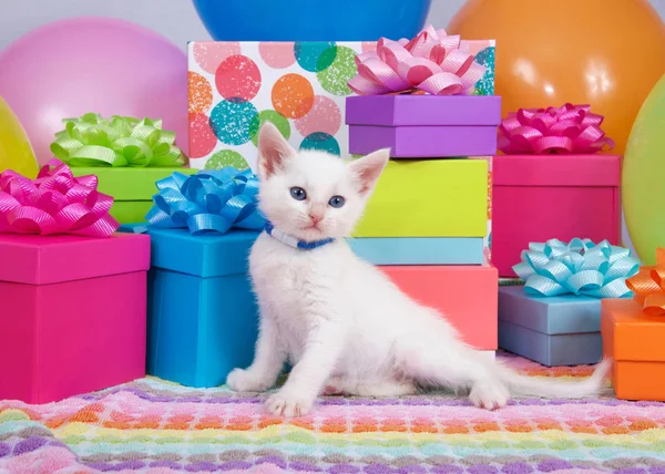 Chaton Aux Yeux Bleus Moelleux Qui Joue Devant Une Pile — Photo