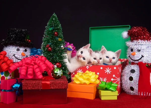 Три Пушистых Белых Котенка Праздничной Коробке Рядом Крошечной Елкой Окруженные — стоковое фото