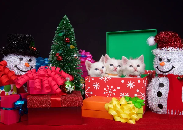 Três Gatinhos Brancos Fofos Uma Caixa Férias Lado Uma Pequena — Fotografia de Stock