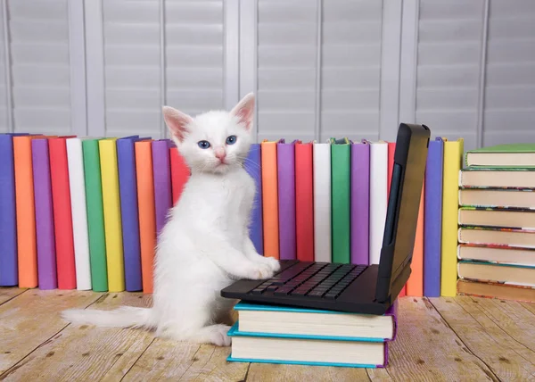 Fluffy White Kitten Sitting Wood Table Looking Small Portable Type — Stock Photo, Image