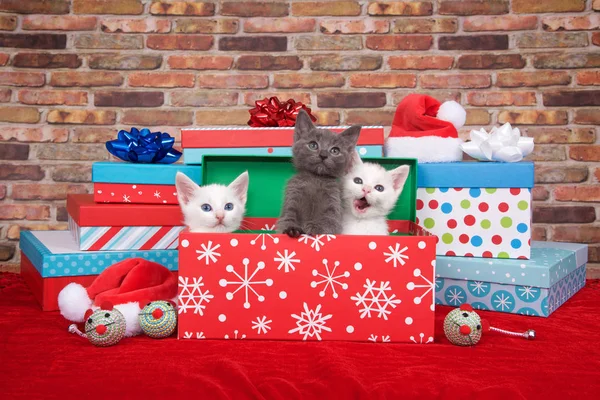Two Fluffy White One Gray Kitten Popping Out Pile Presents — Φωτογραφία Αρχείου
