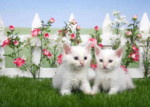 two small fluffy white kittens standing in green grass, white picket fence with pink roses and white flowers behind, lawn continues in background to skyline. Hazy blue sky.