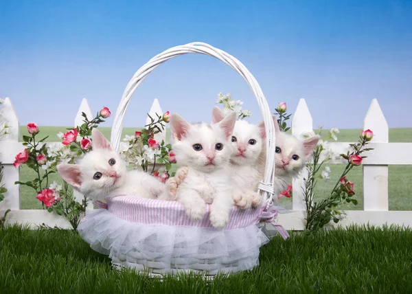 Four fluffy white kittens sitting in white basket with frilly lace, in green grass, backyard lawn, white picket fence background with pink roses and white flowers, meadow behind with blue sky