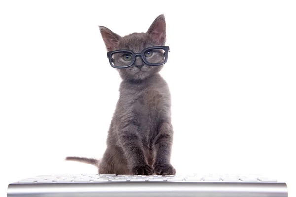 Bilgisayar klavyesinin önünde oturan siyah gözlüklü küçük gri kedi yavrusu. Pençeleri tuşların üzerinde, ekranlara bakıyor. Beyaz arka planda izole edilmiş. Kedilerle eğlenceli bilgisayar teknolojisi teması