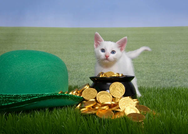 Klein Wit Kitten Staan Achter Kabouter Pot Van Goud Naast — Stockfoto