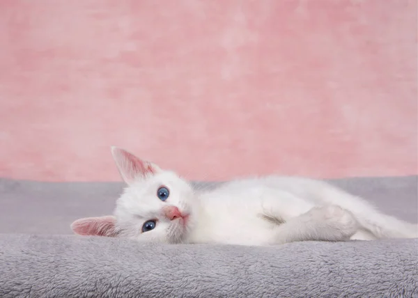 Small Fluffy White Kitten Laying Fluffy Gray Blanket Looking Directly — Stock Photo, Image