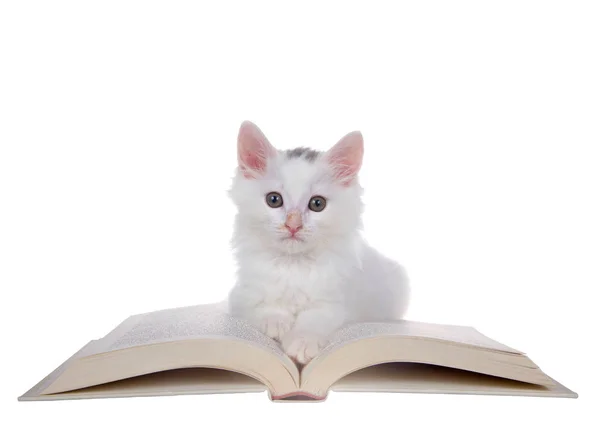 Gatito Blanco Esponjoso Tendido Libro Mirando Directamente Espectador Aislado Sobre — Foto de Stock