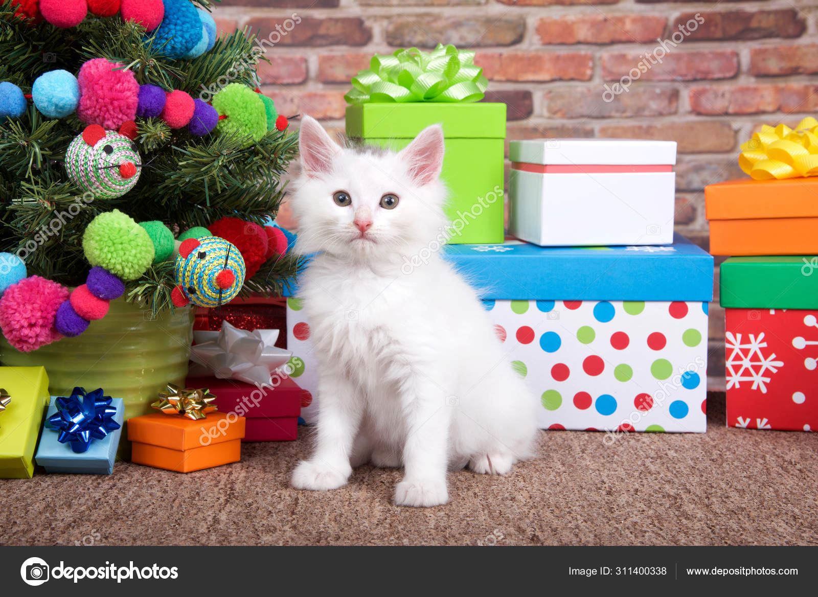 Fluffy White Kitten Sitting Brown Carpet Next Small Christmas Tree